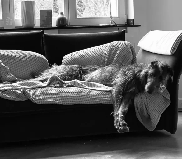 Wer wird schon gerne zu etwas gezwungen?