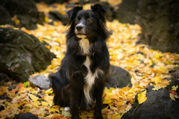 Läufigkeit bei Hunden – Symptome, Ablauf und hilfreiche Tipps